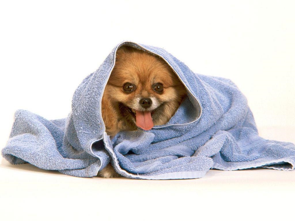 dog wrapped in a towel