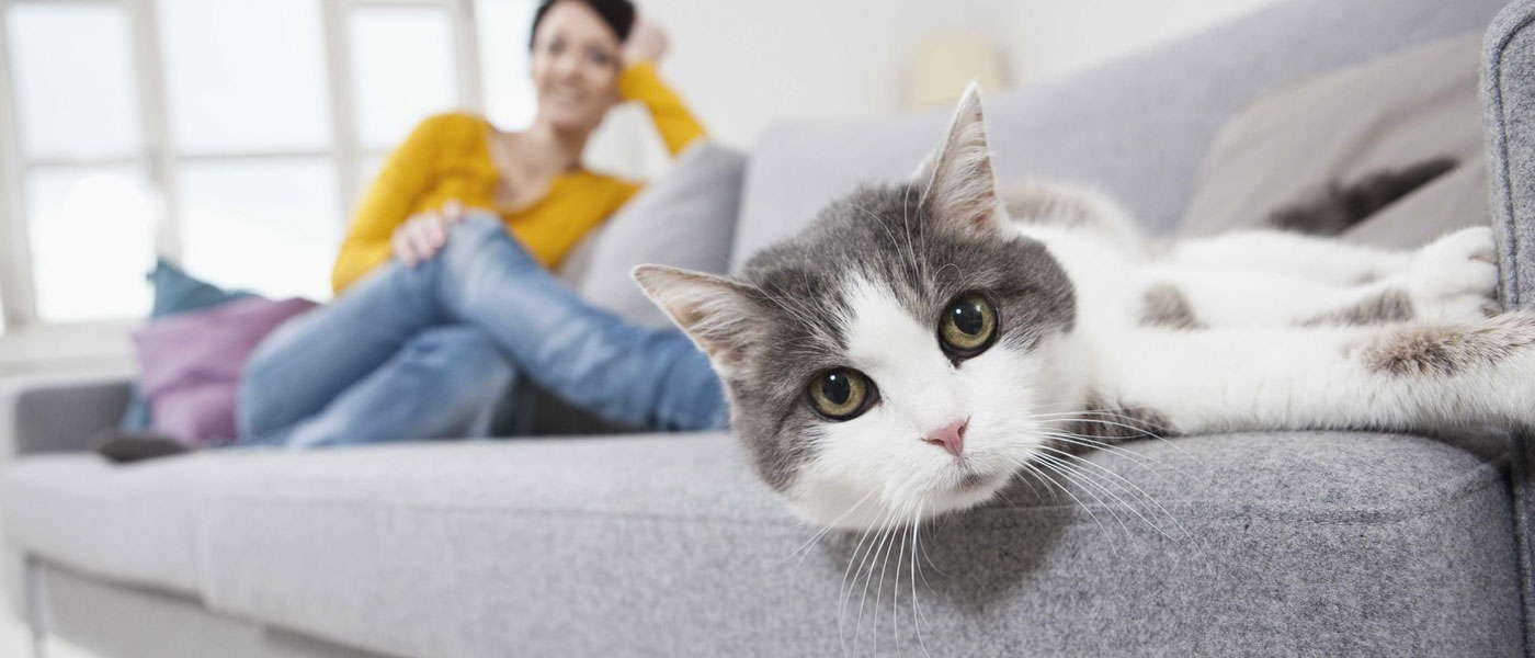 how to clean cat urine from a sofa