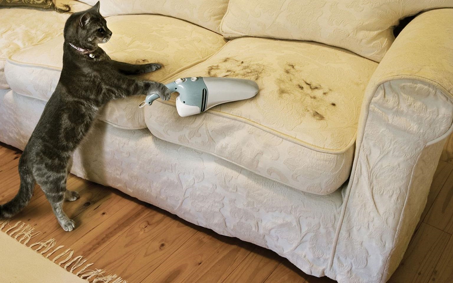 the cat is cleaning the sofa with a vacuum cleaner