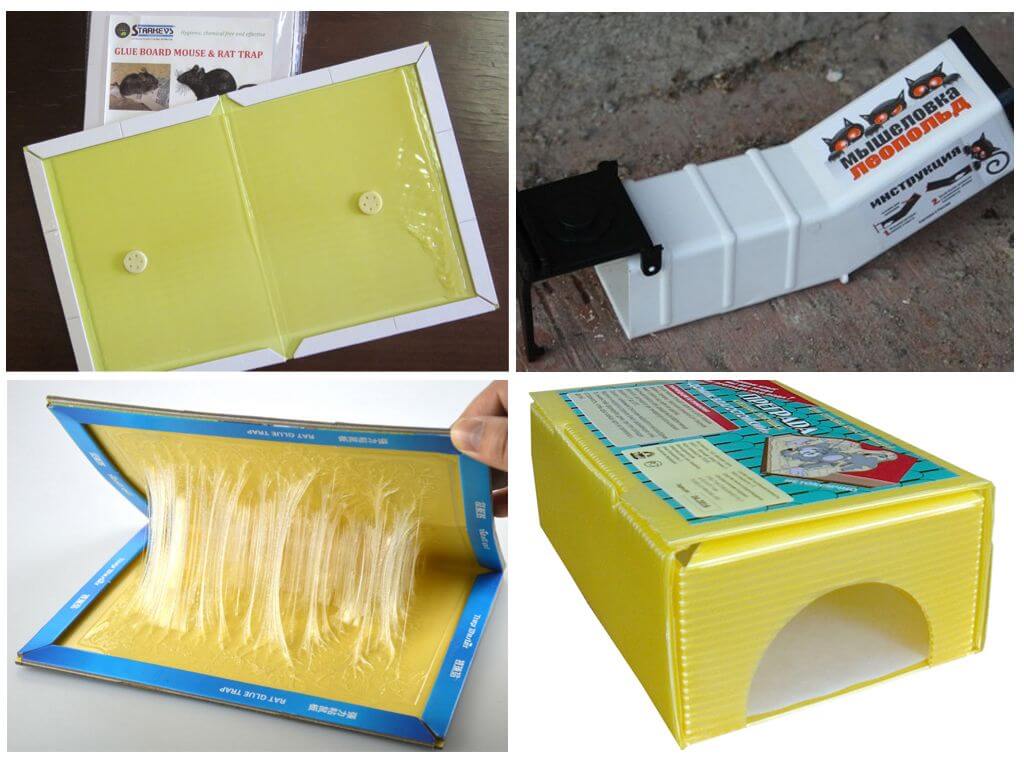 glue traps