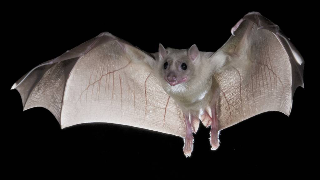 beautiful bat