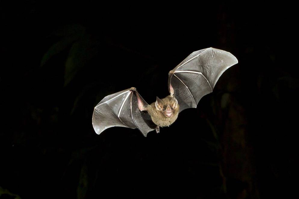 bat photo