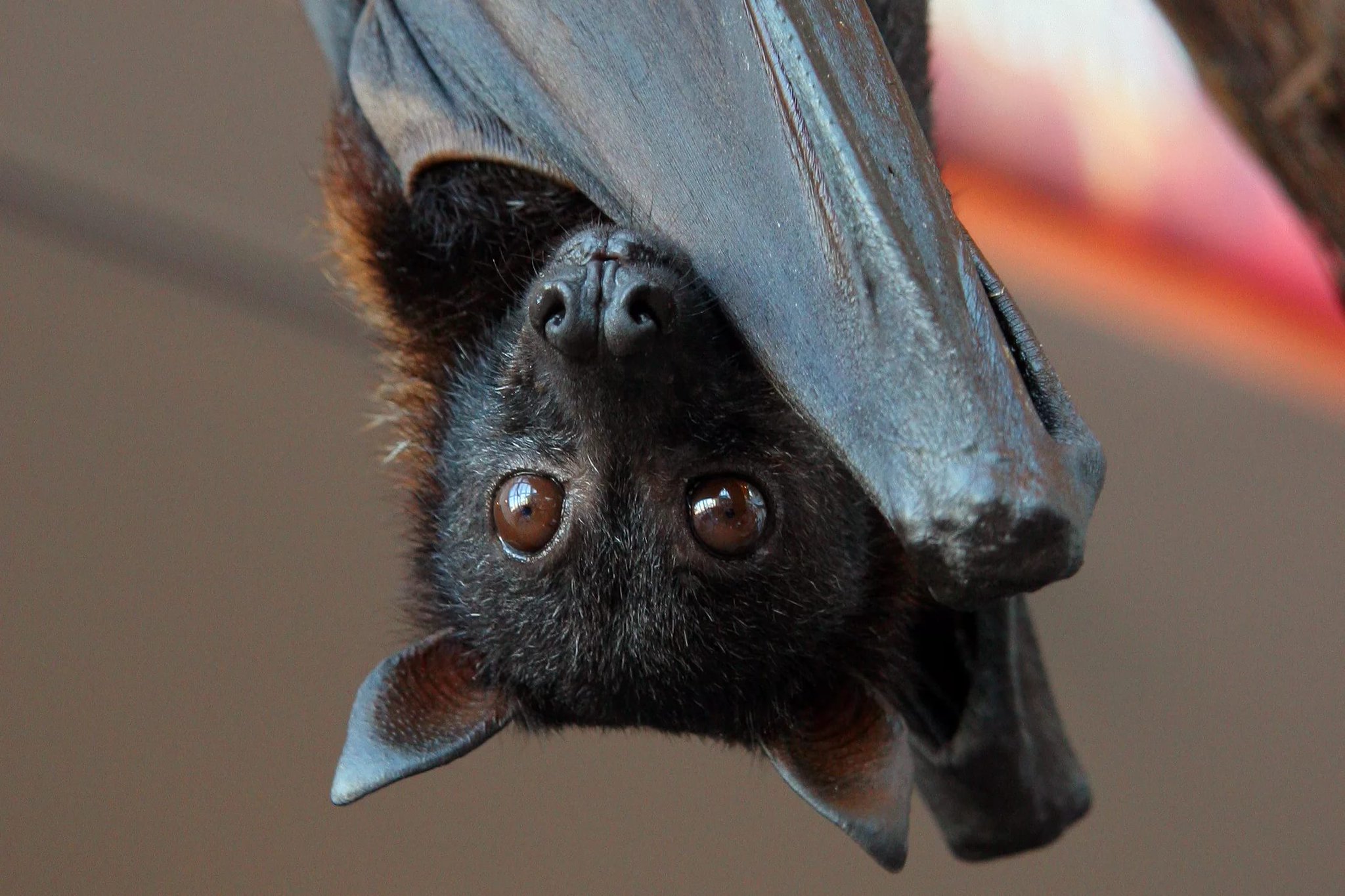 bat