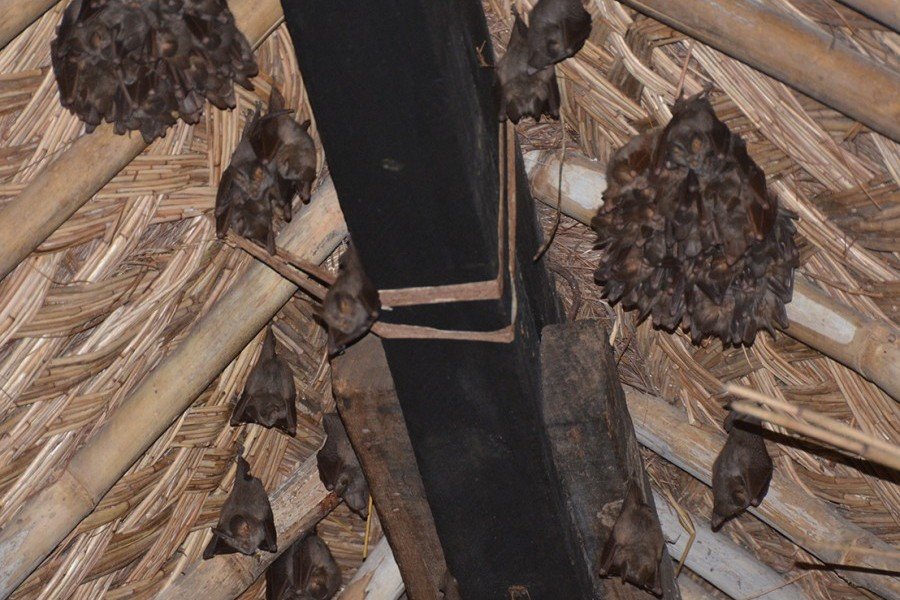 bats in the attic