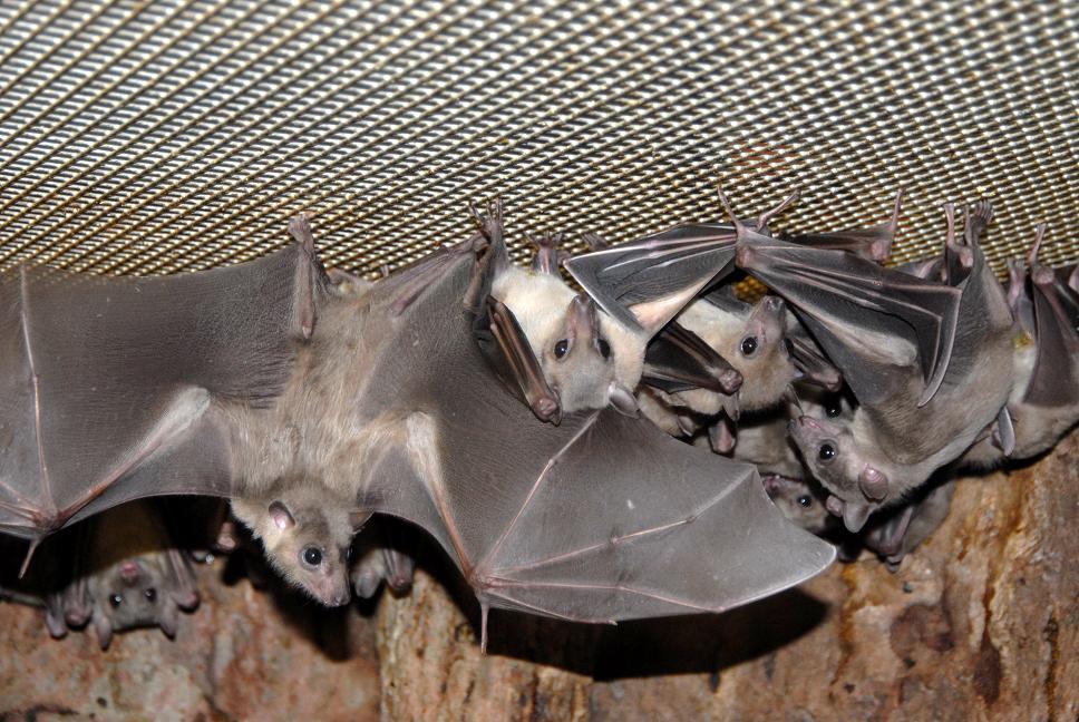 bats in the house