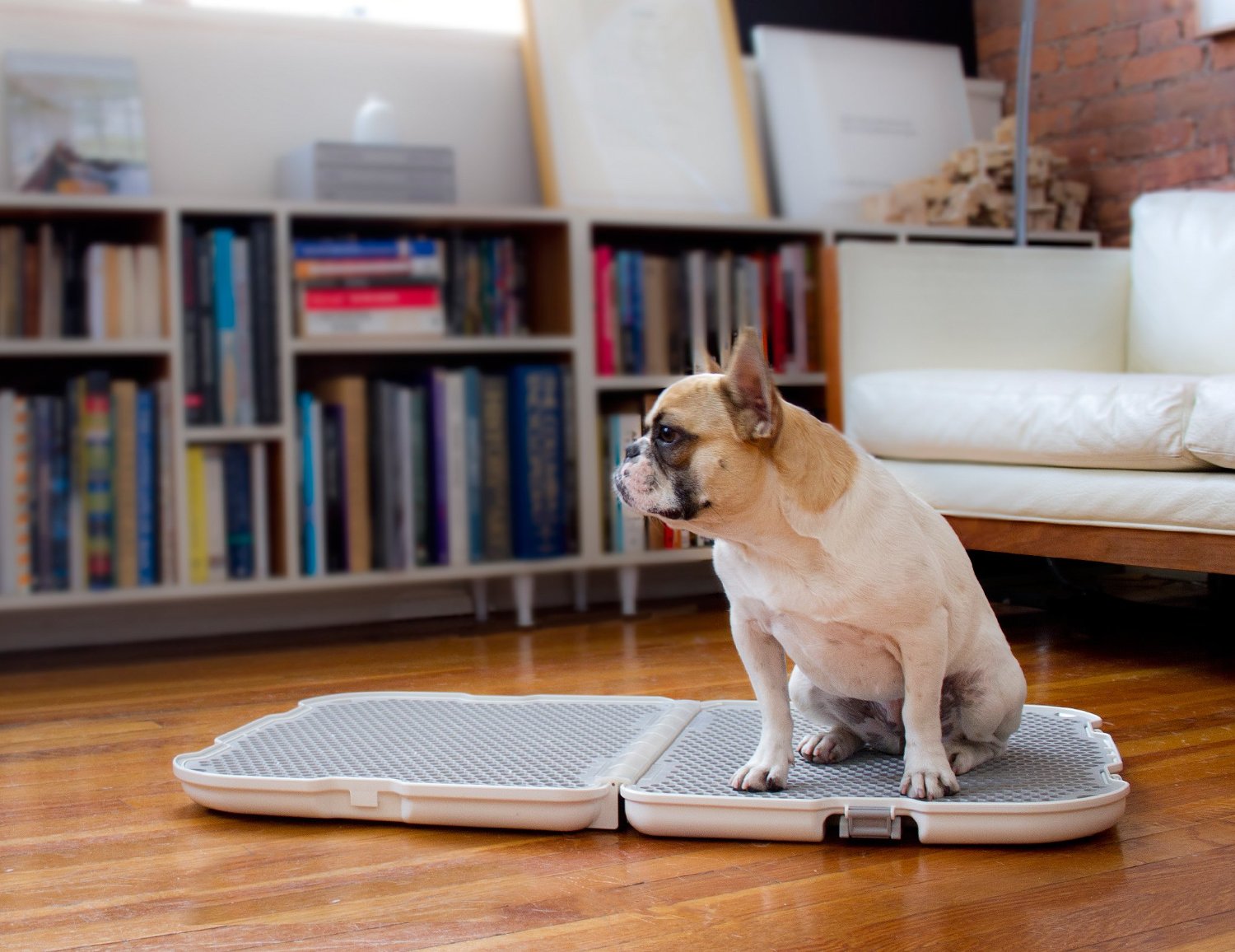 adult dog tray