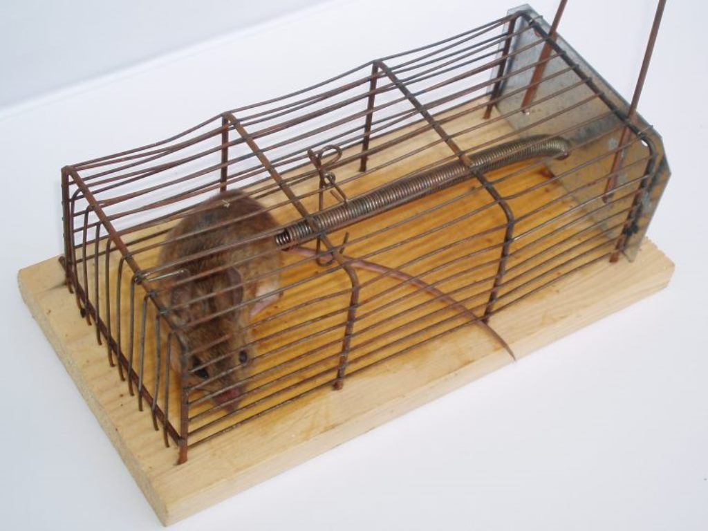 rat traps