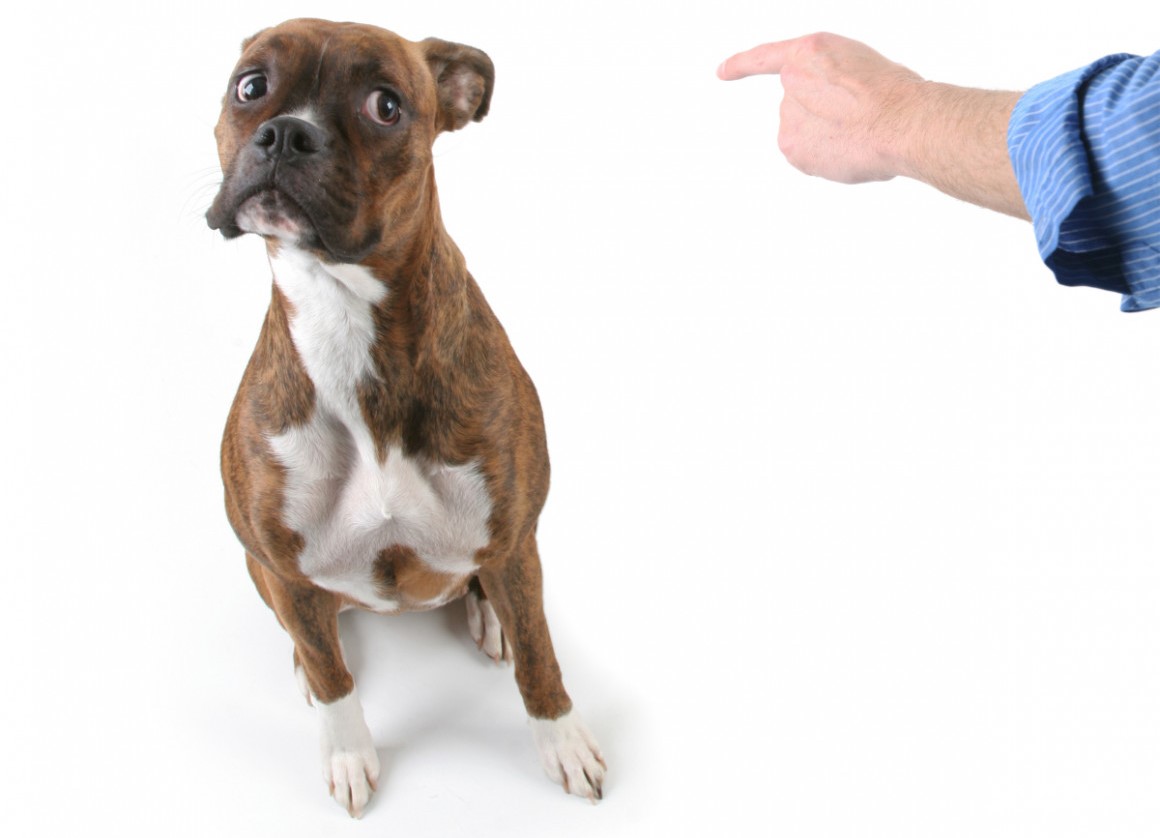 punishing a dog for a puddle