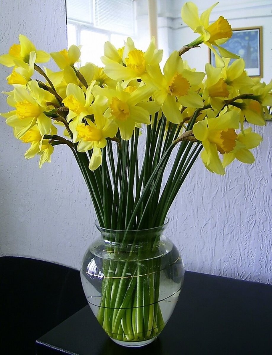 daffodils in a vase