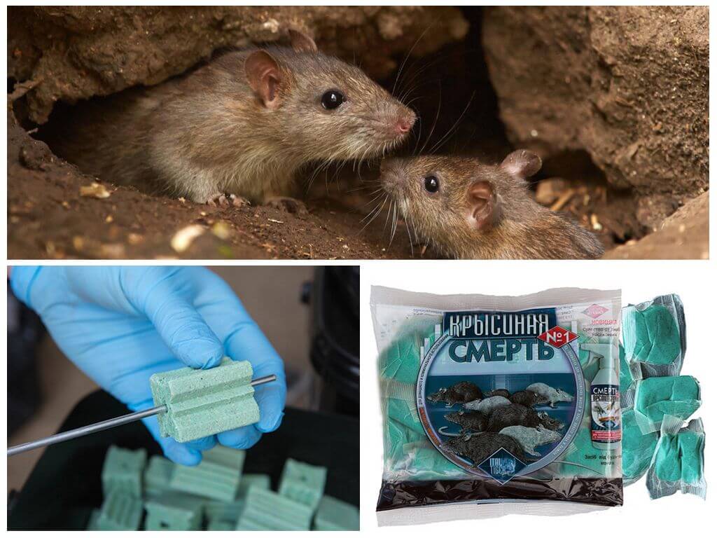 poison for rats and mice