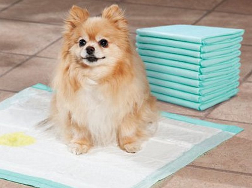 a diaper for a puppy at the time of quarantine