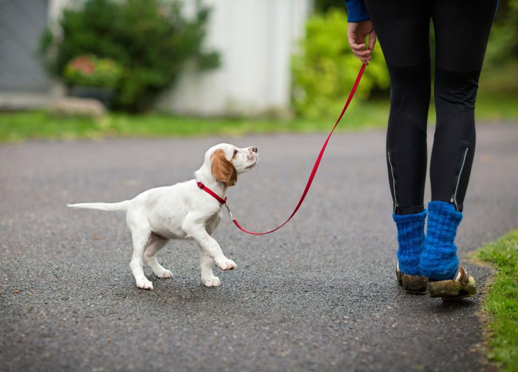 puppy's first walks