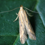 food moth photo