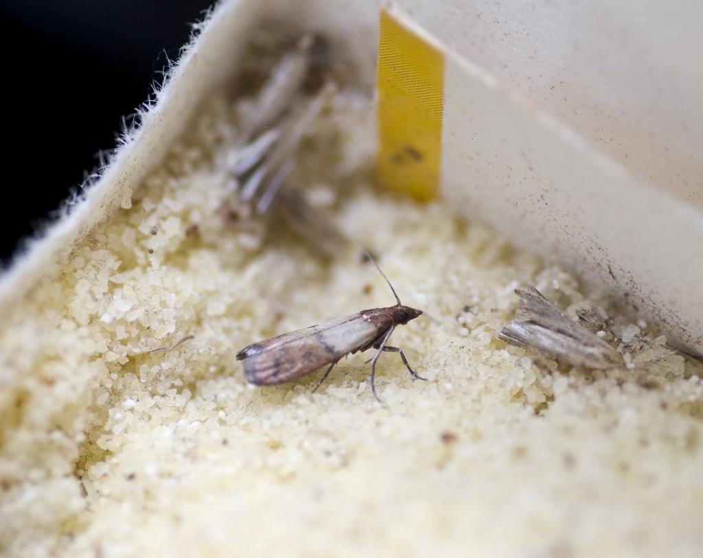 food moth in cereal