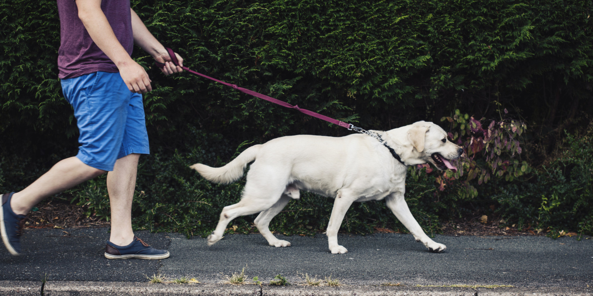 a walk to the toilet with an adult dog