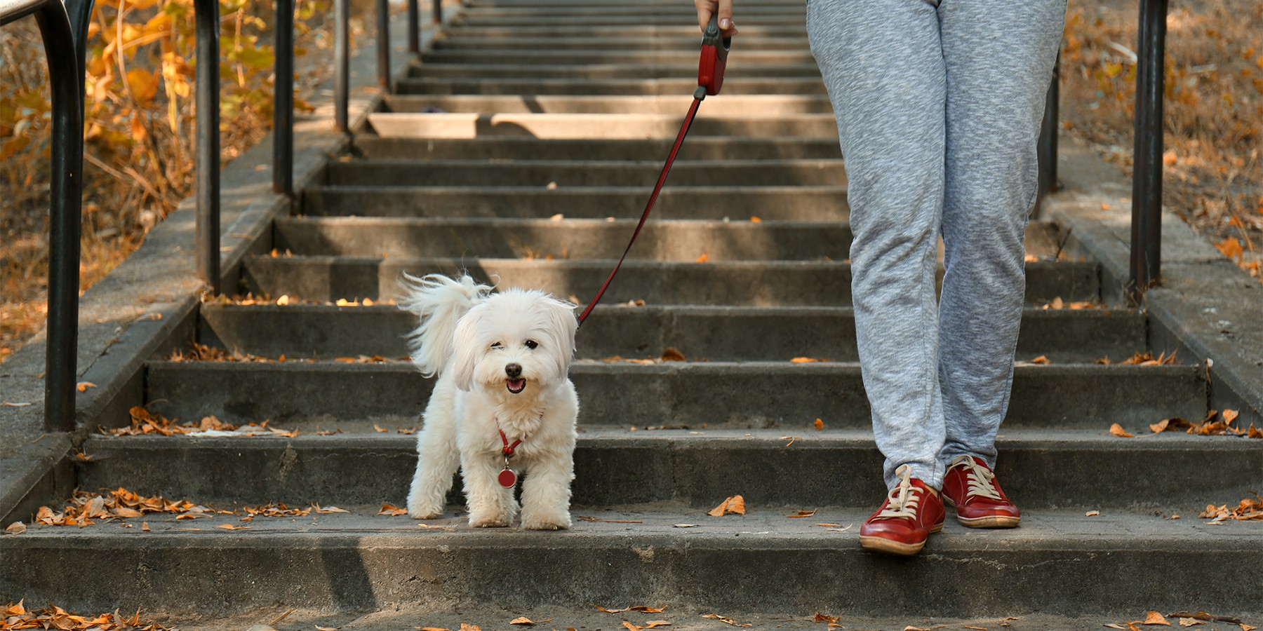 walking on the street with the dog