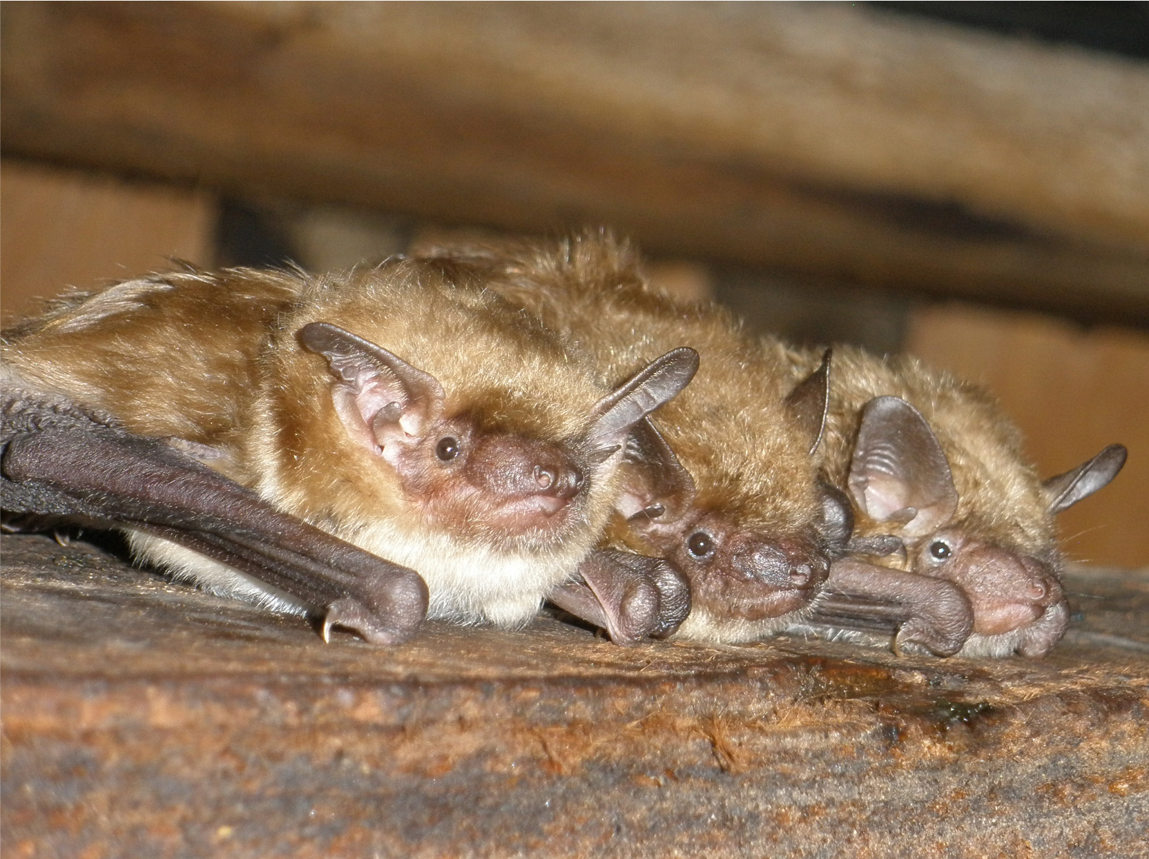 bats in the attic