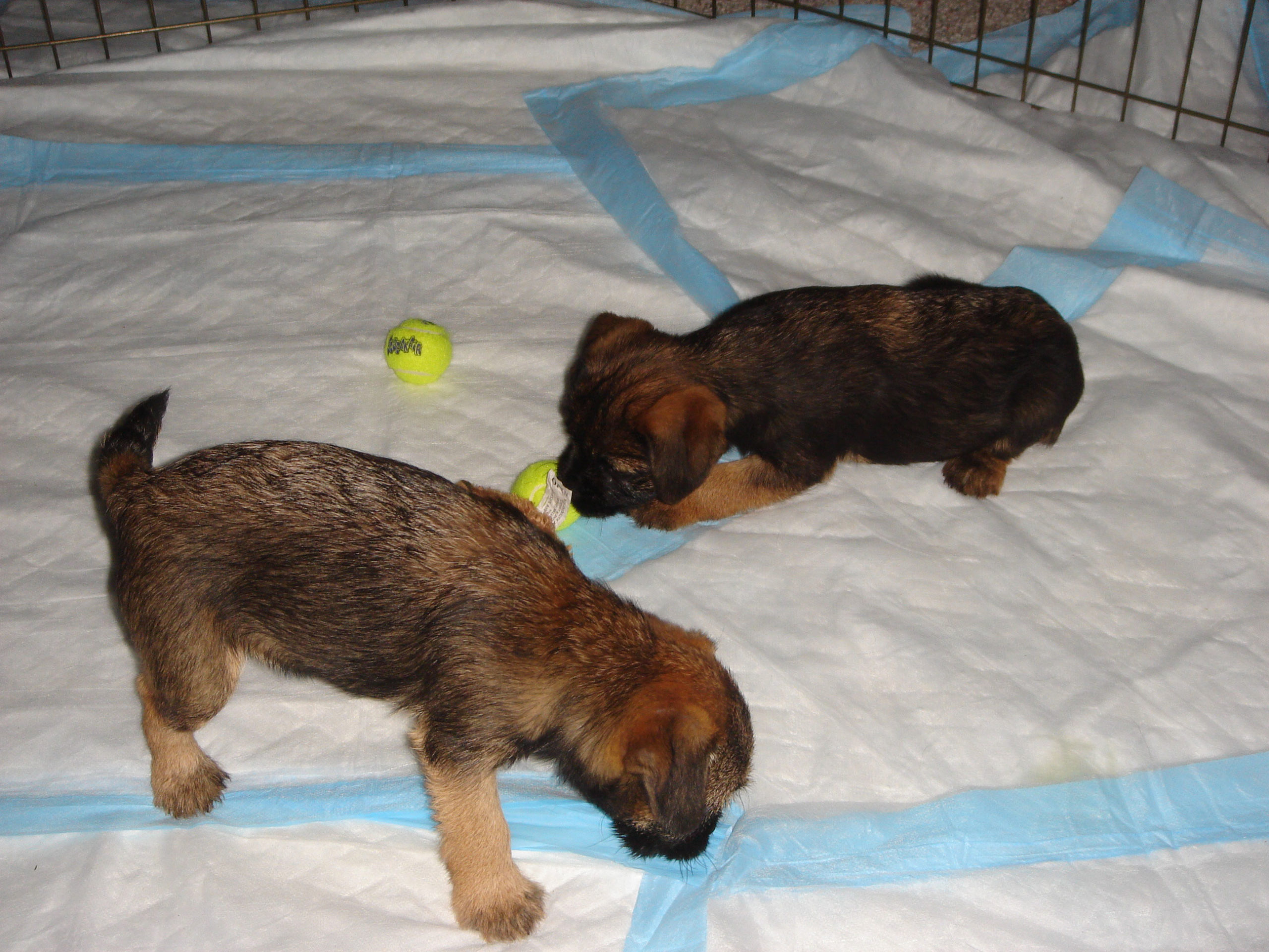 a puppy playing on a diaper