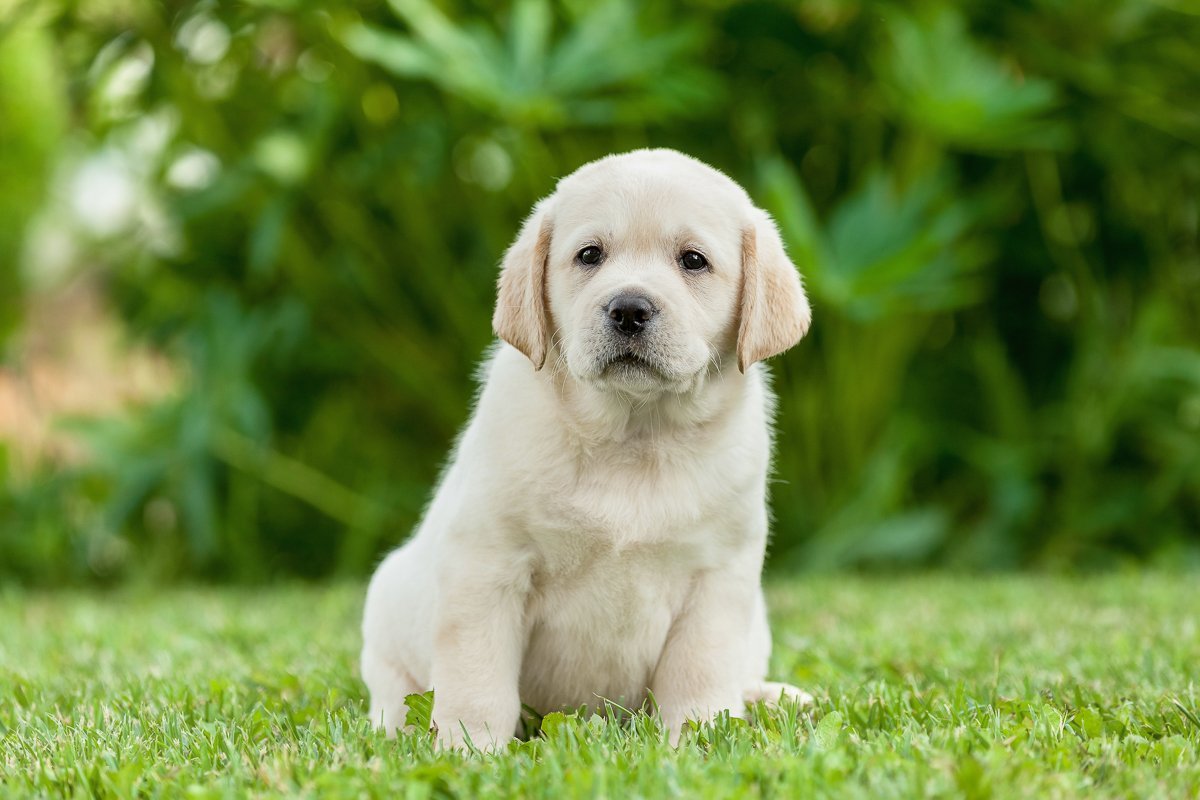 puppy on the street