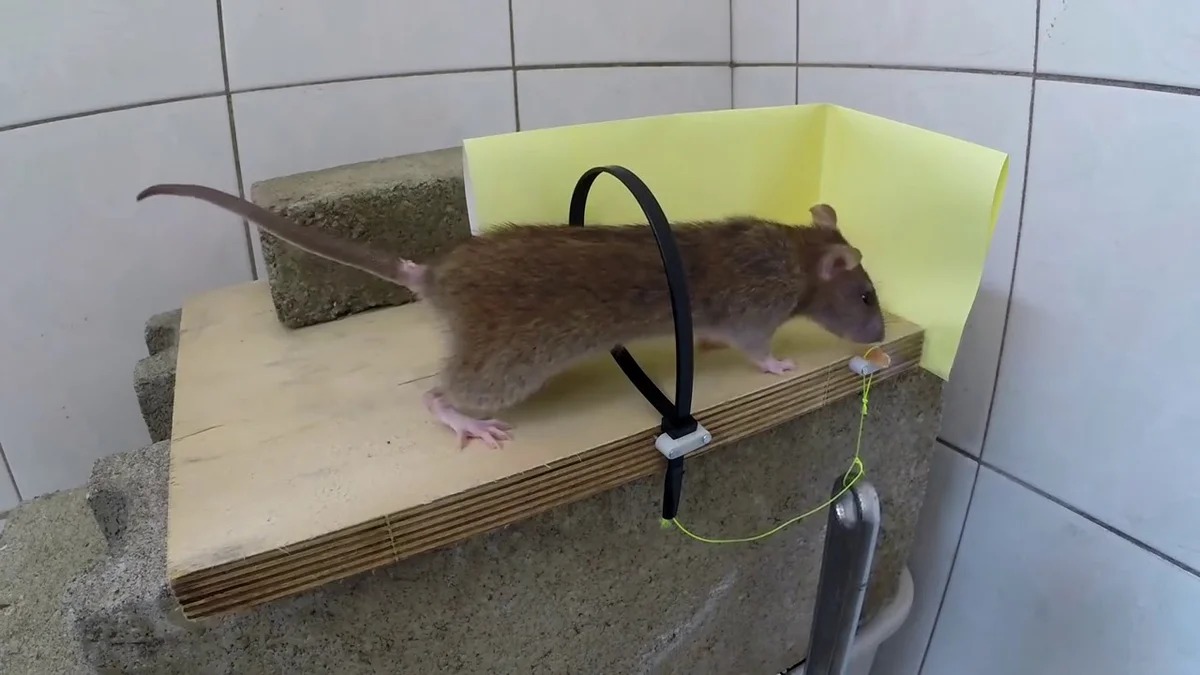 rat trap