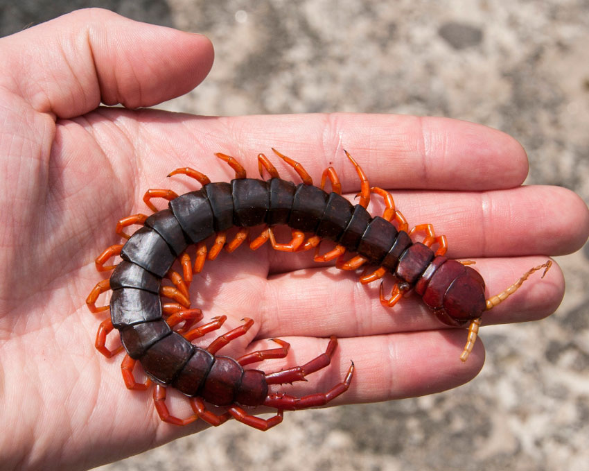 centipede