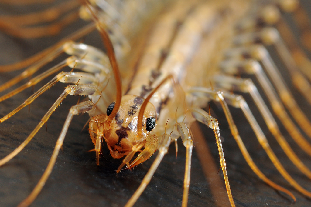 centipede in the apartment