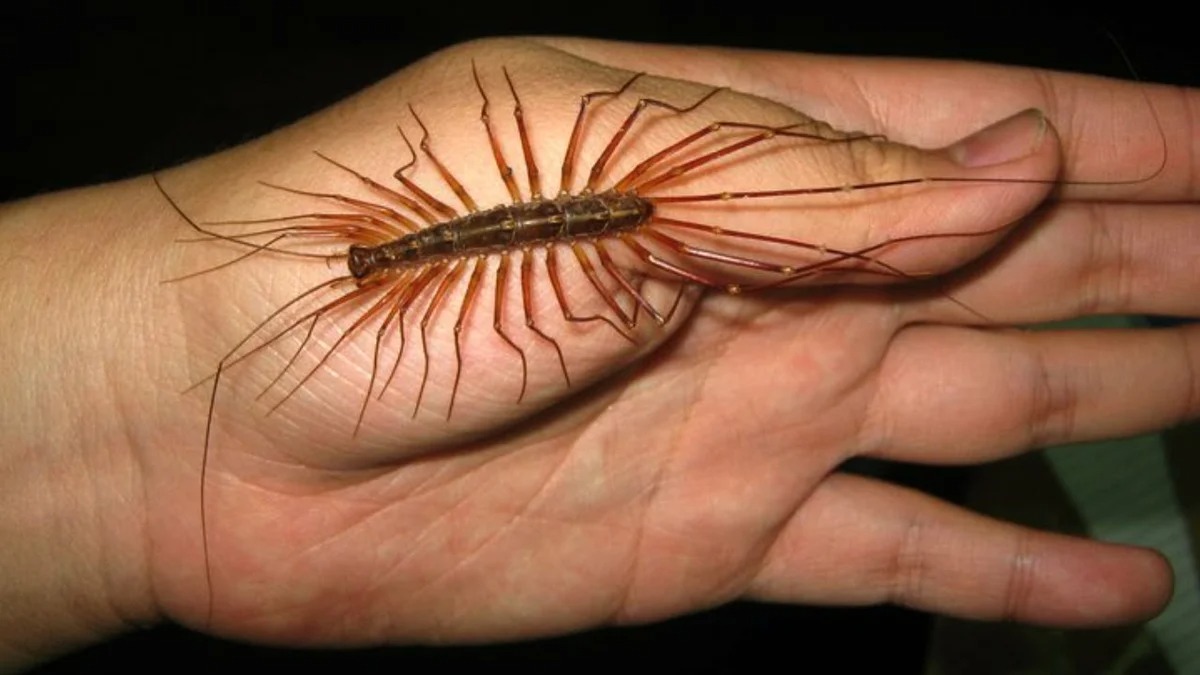 centipede