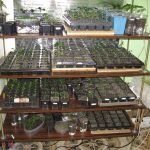 seedling rack