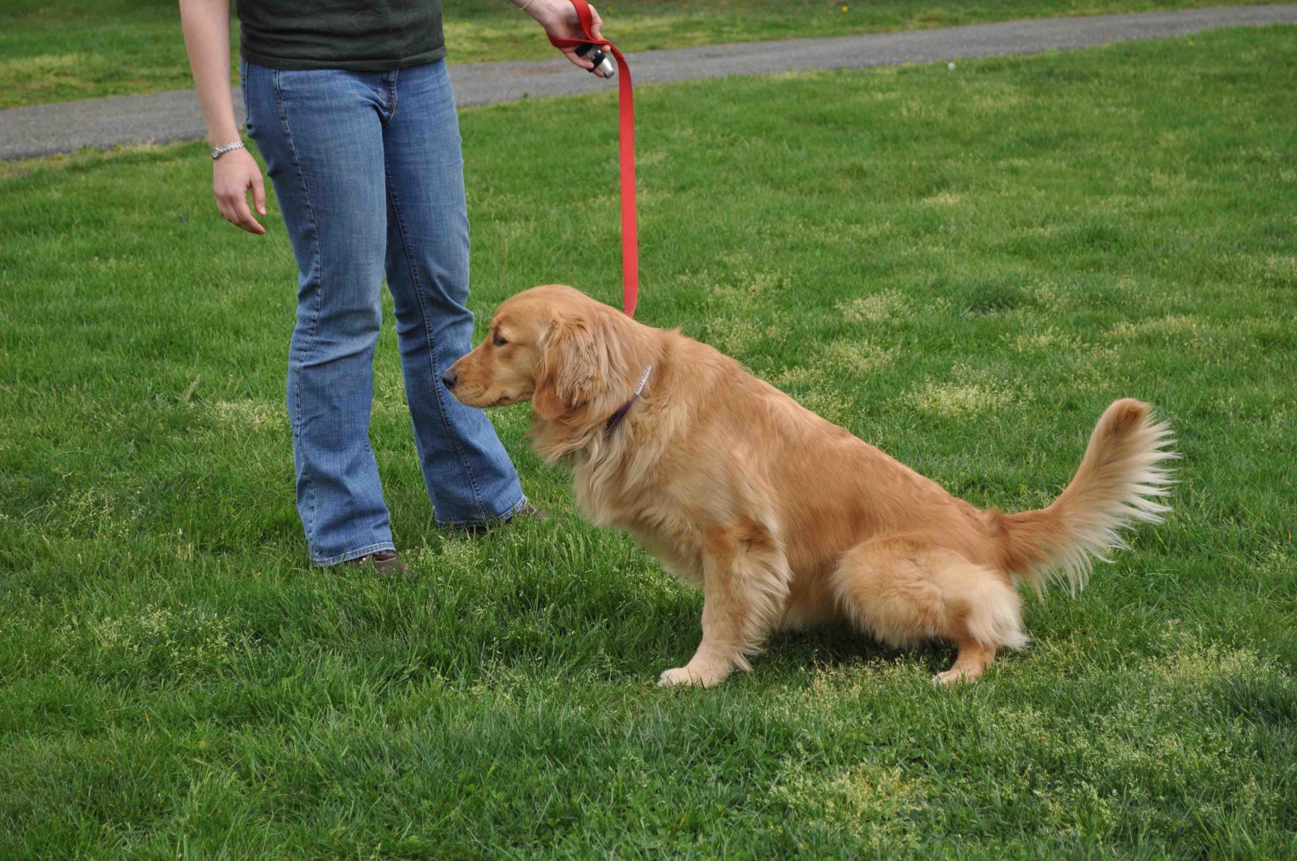 outdoor dog toilet