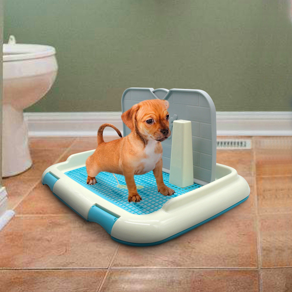 time for dog toilet