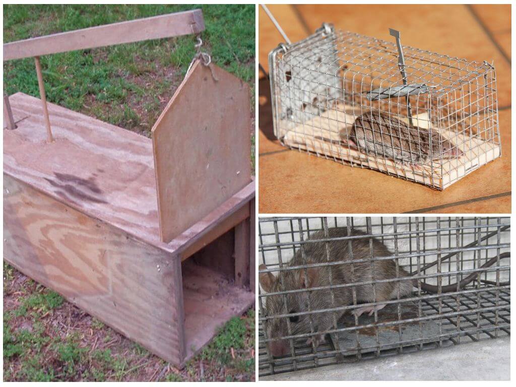 rat trap