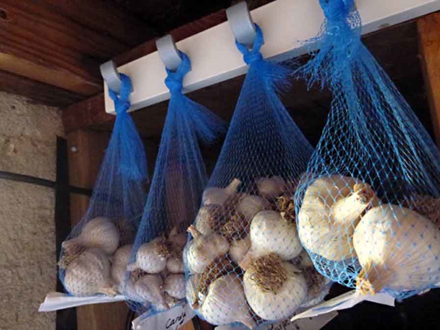 storage of garlic