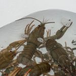 storing crayfish in the bathroom