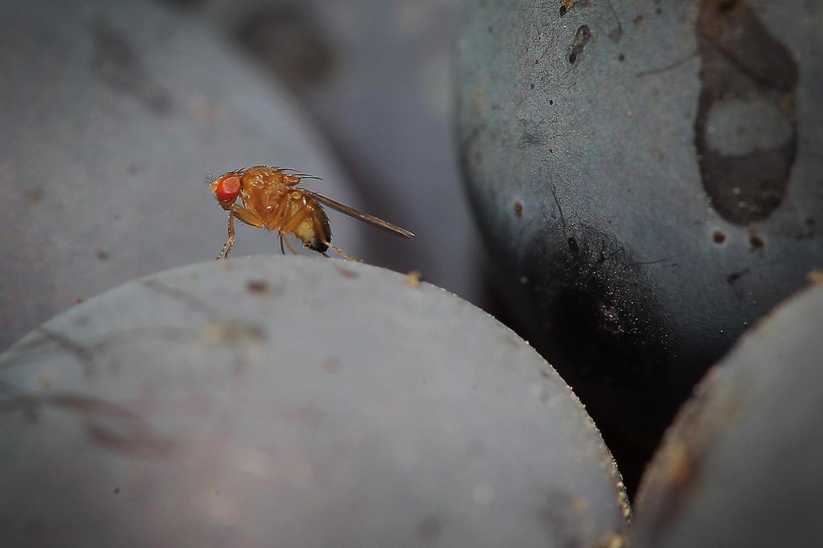 fly on fruit