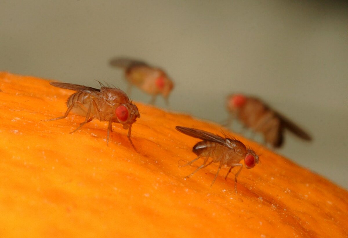 ventilation from fruit flies