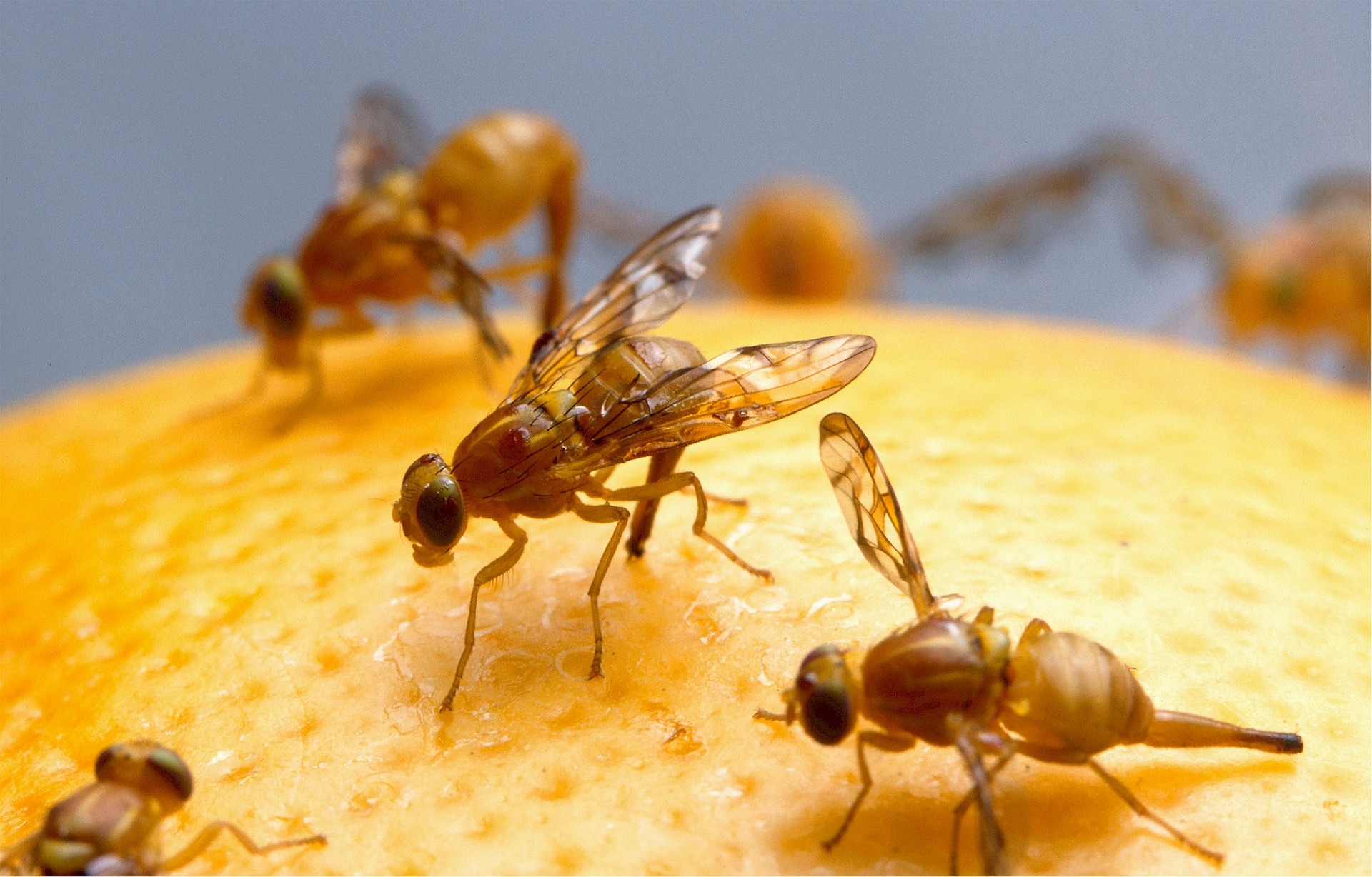 dommages causés par les mouches des fruits