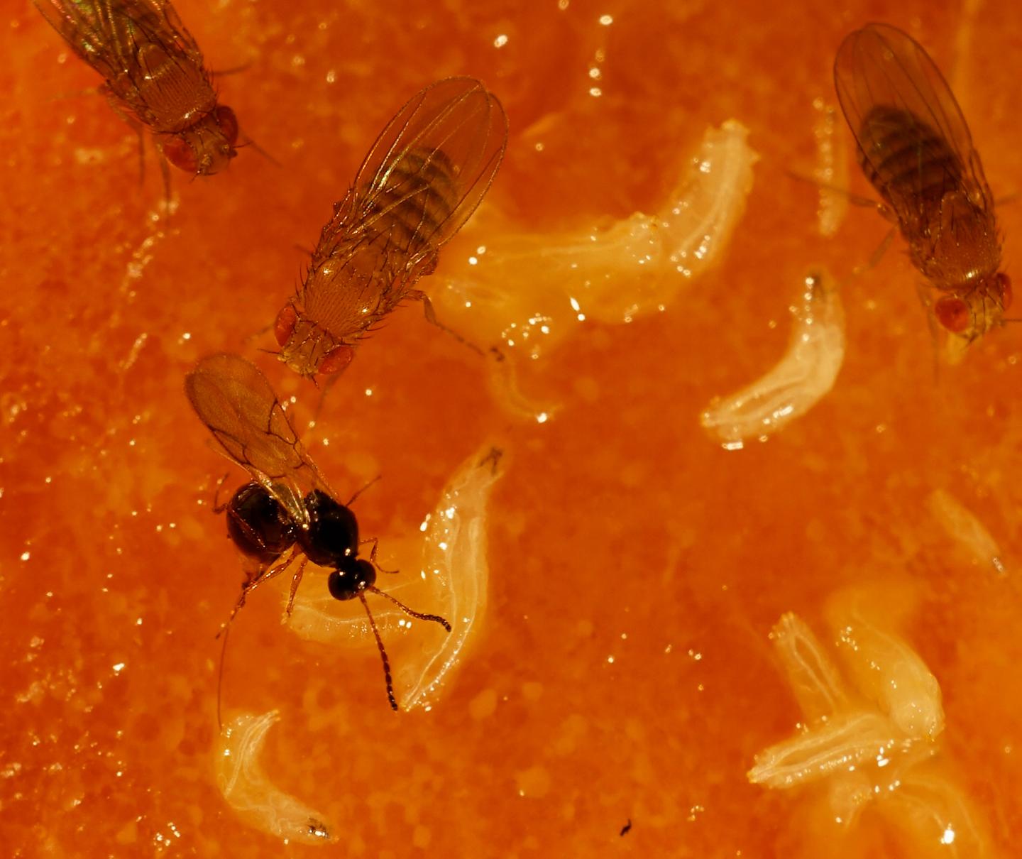 fruit fly larvae