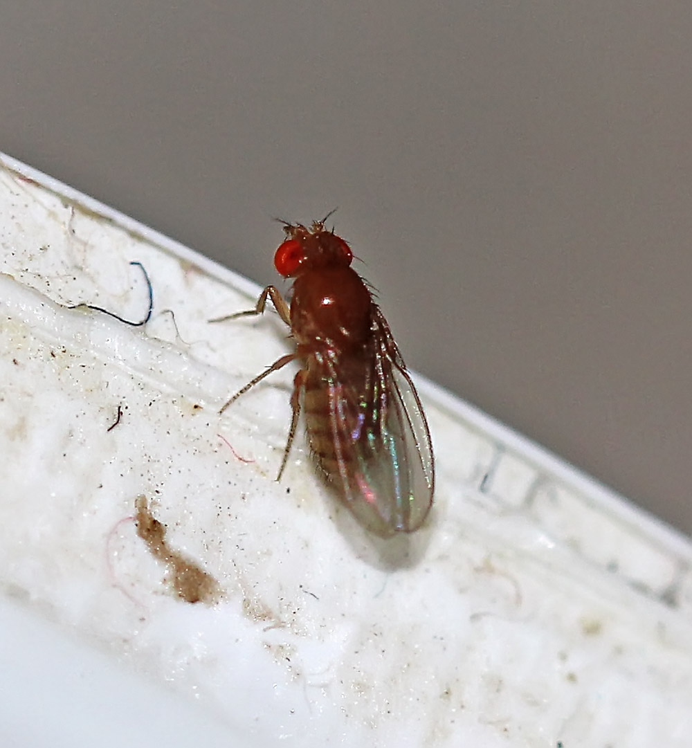 aerosol from fruit flies