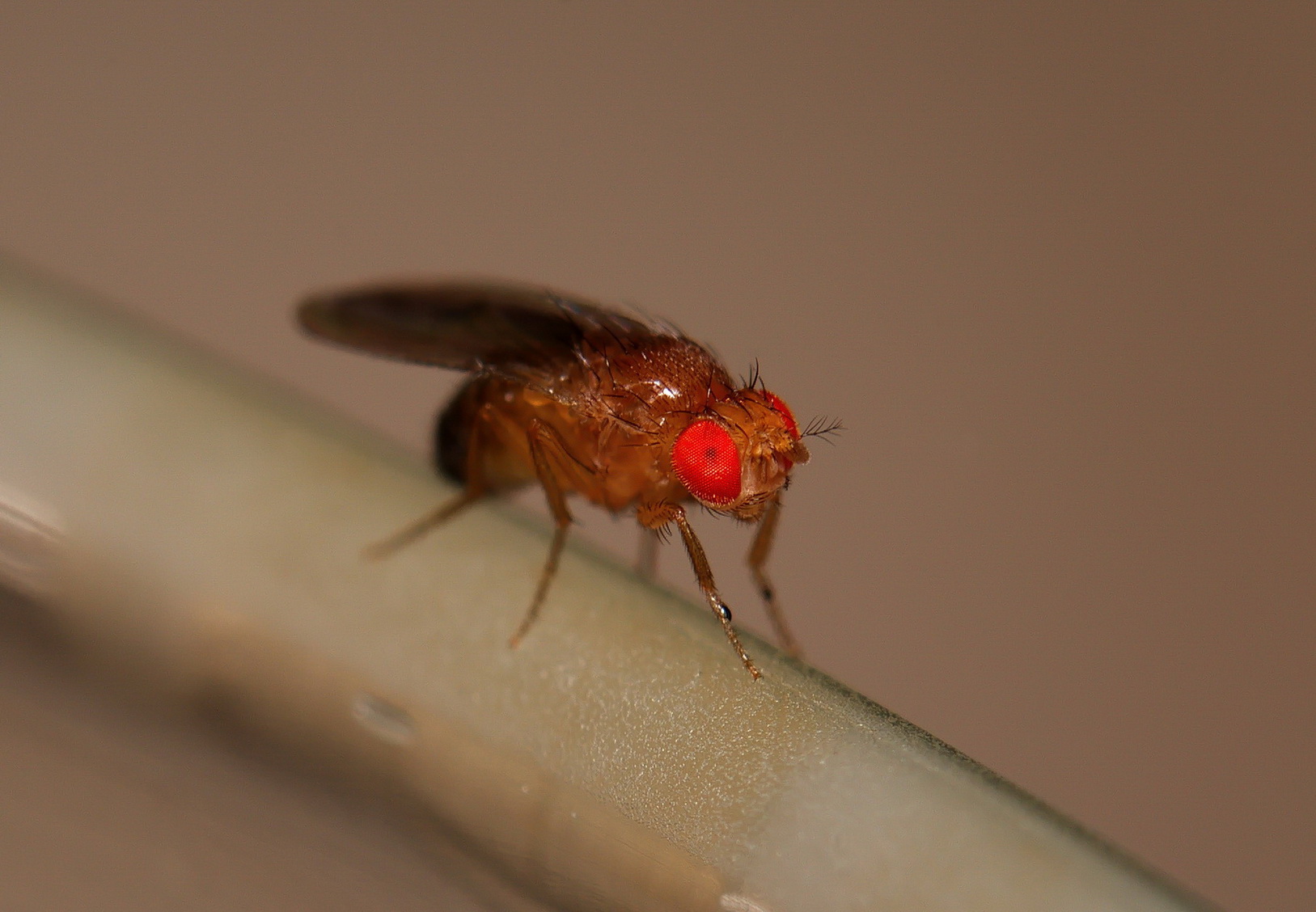 description of Drosophila