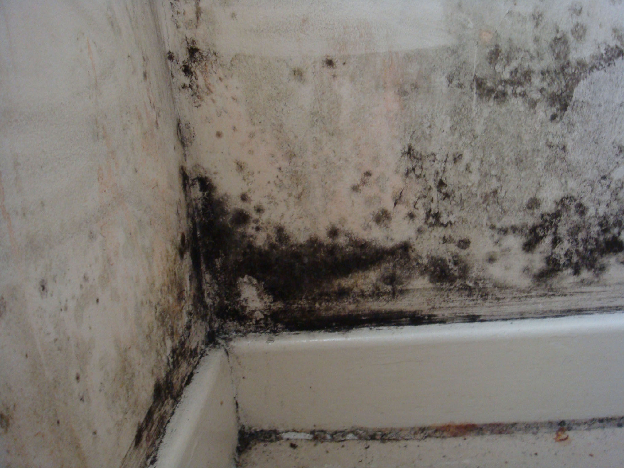 black mold in the bathroom