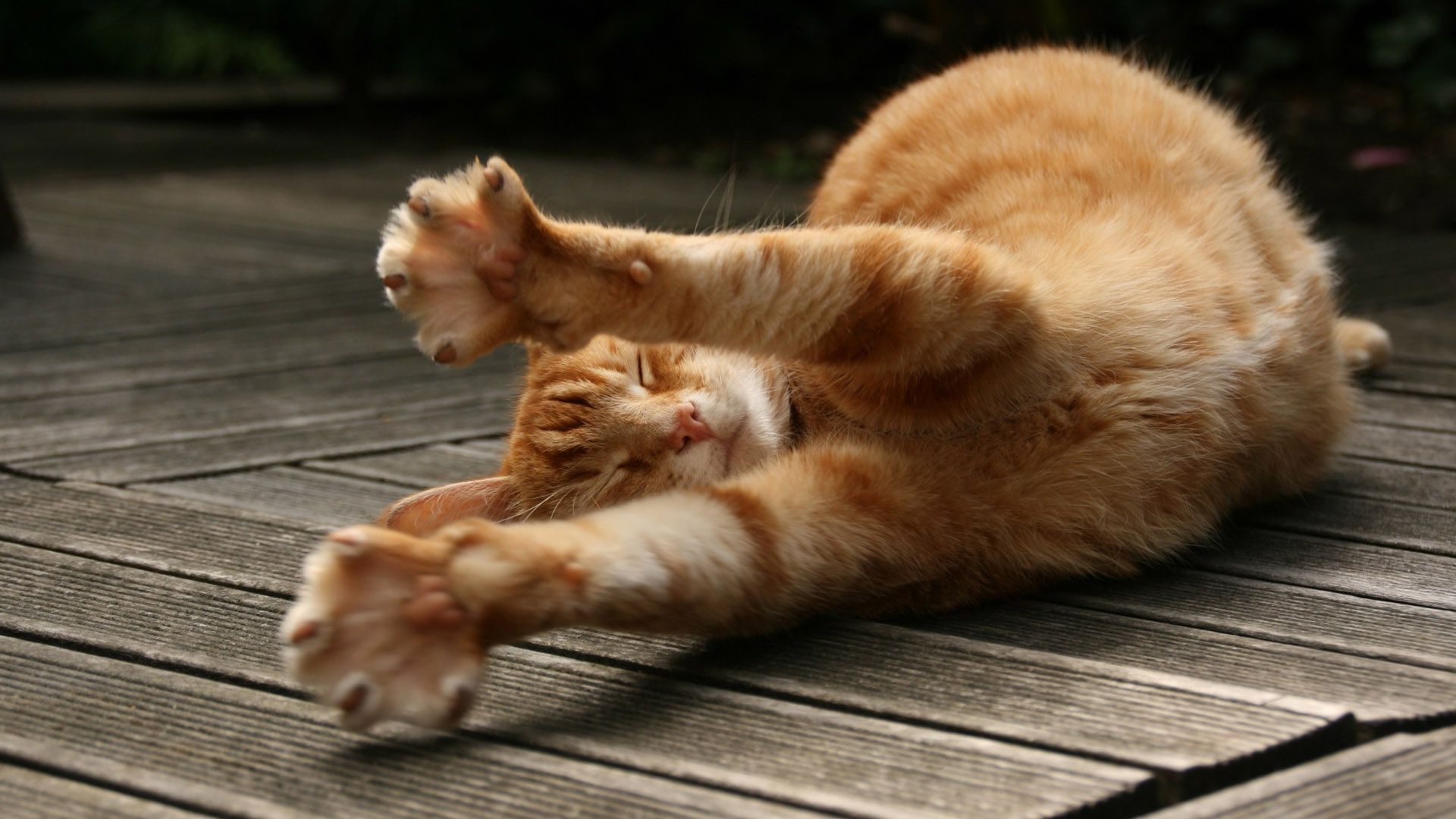 le chat a son propre caractère