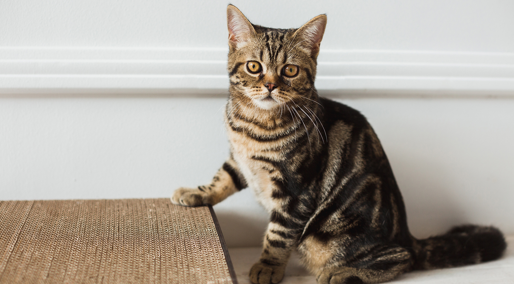 Les chats déchirent le papier peint