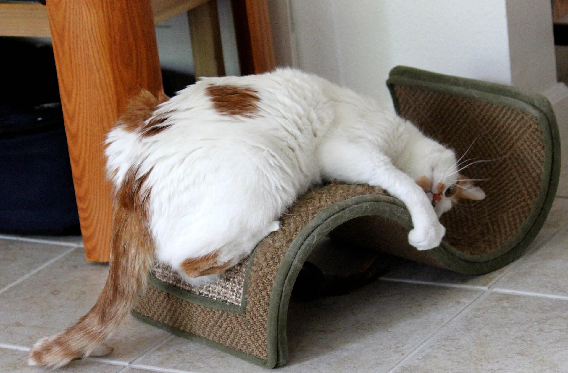 scratching post training