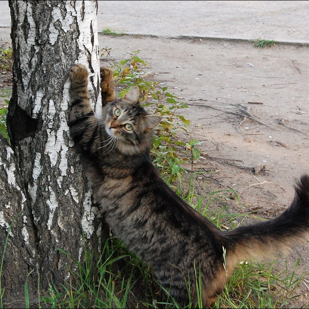 les chats aiguisent leurs griffes