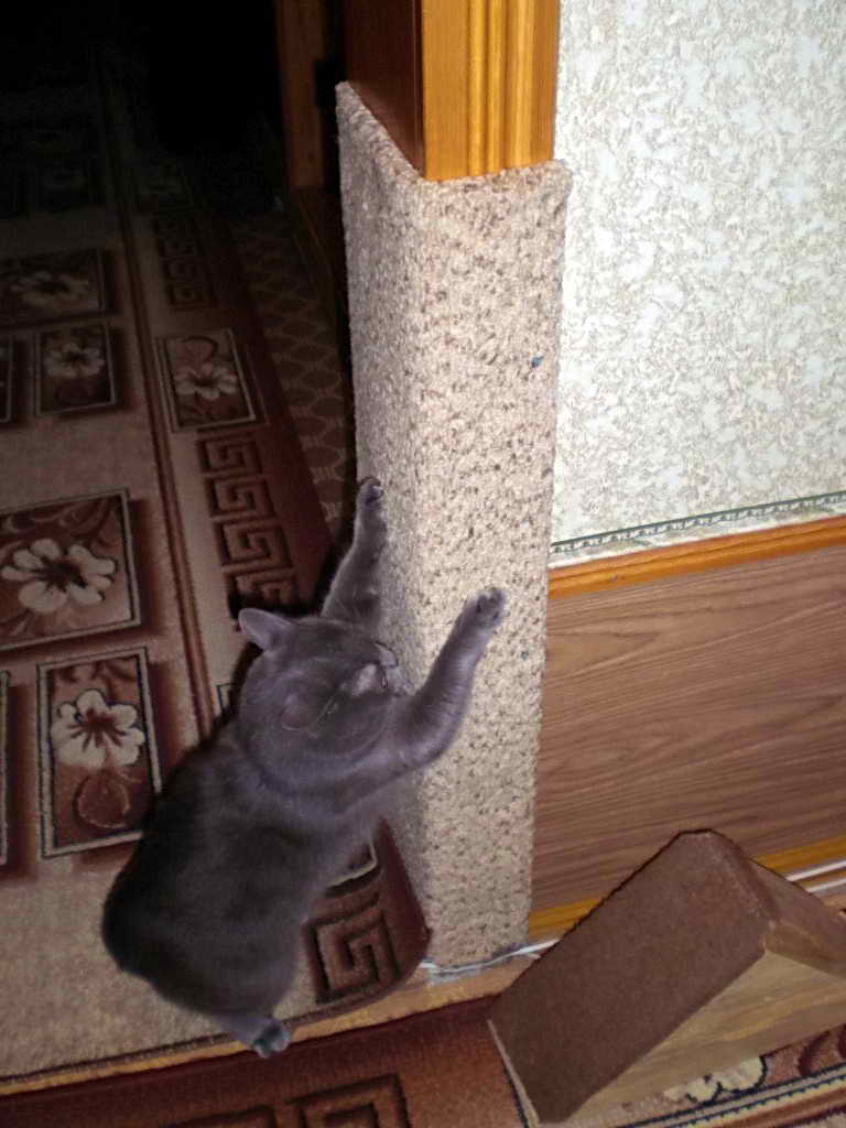 Choose a scratching post