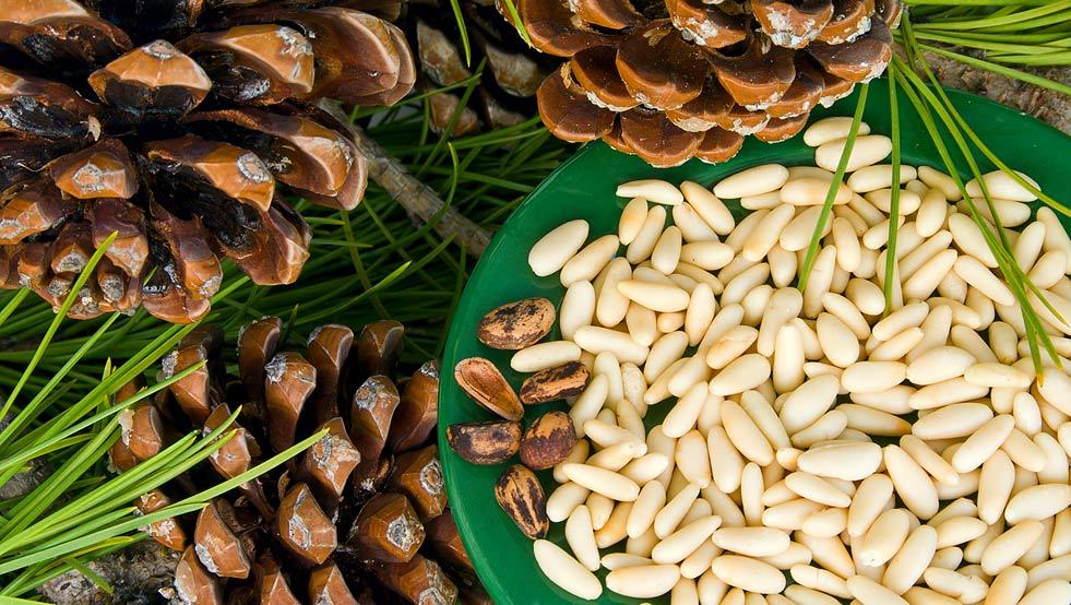 methods for peeling pine nuts