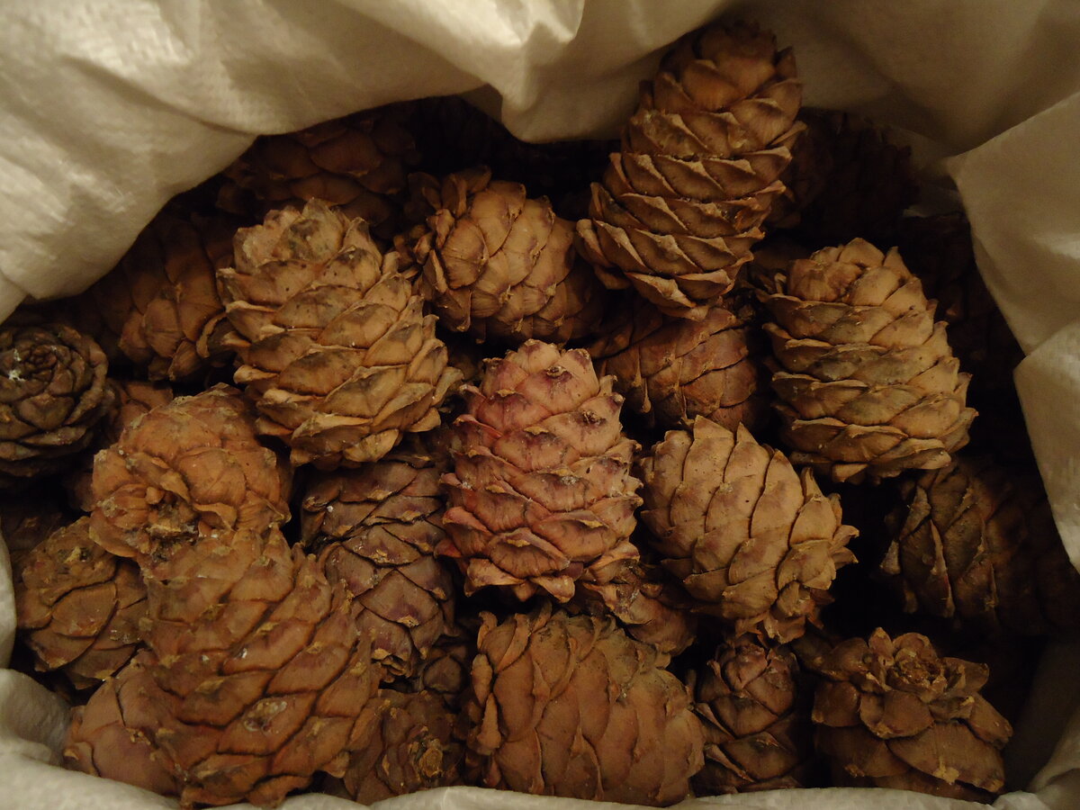 pine nuts in cones