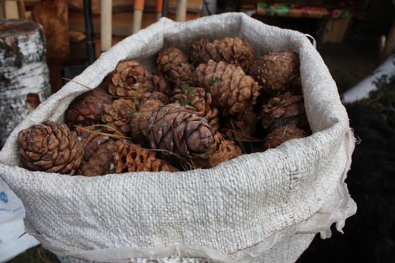 pignons de pin dans le garde-manger