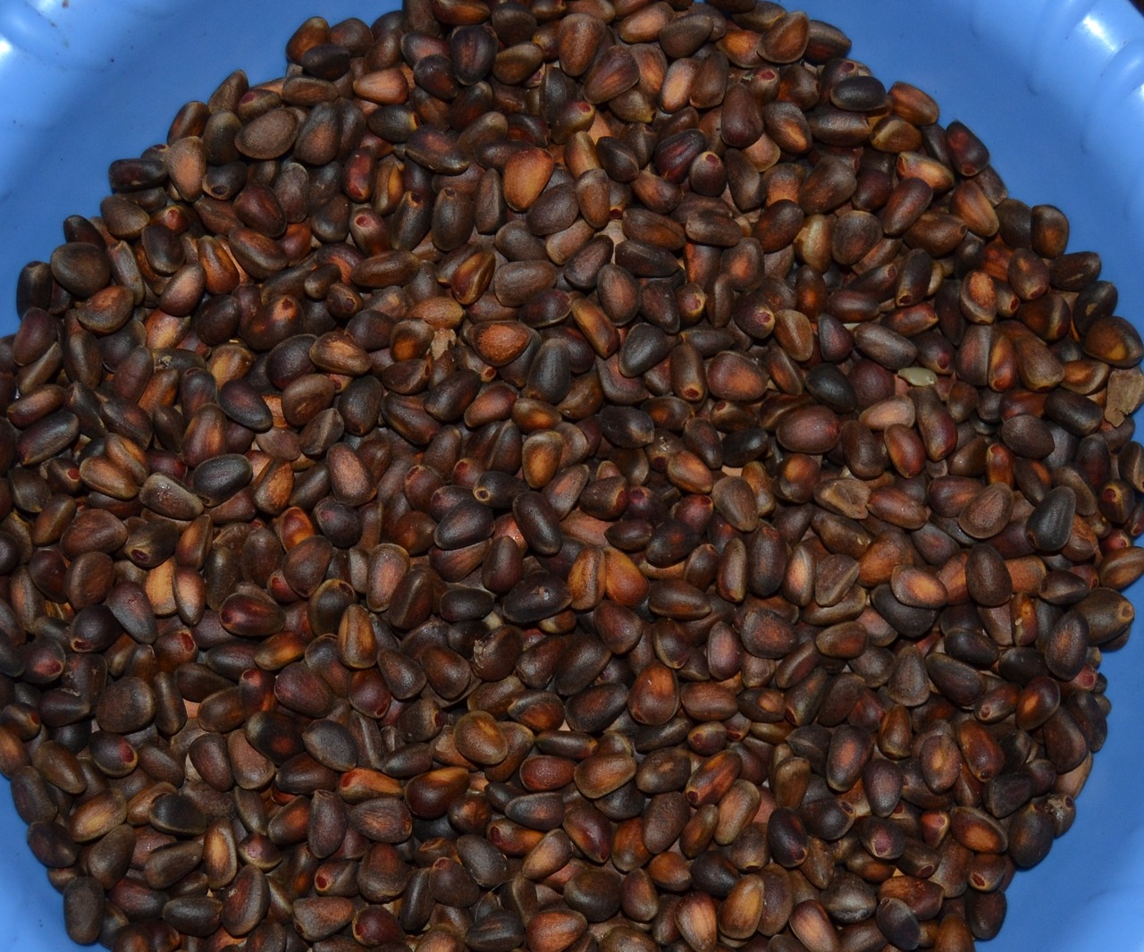 soaking pine nuts in salt water