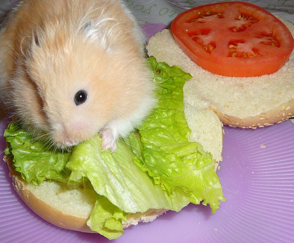 the secrets of proper nutrition for hamsters